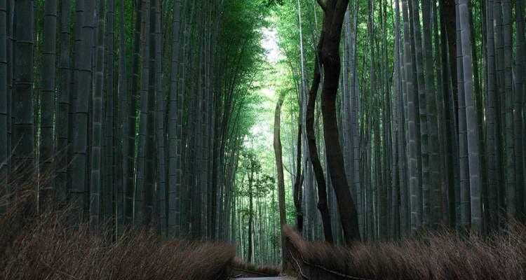 Discover Japan in Luxury - Image 4